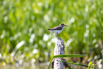 Common Sandpiper (Actitis hypoleucos) – Palearctic Shorebird