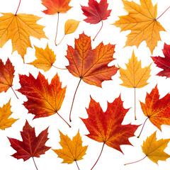 Obraz premium Autumnal Symphony: A vibrant tapestry of fallen leaves, each leaf a unique masterpiece painted with the warm hues of autumn.