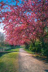 Sakura Bloom Near The Lake