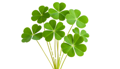 Green oxalis stem with clover like leaves isolated on a transparent background, perfect for your projects related to nature, luck, and spring