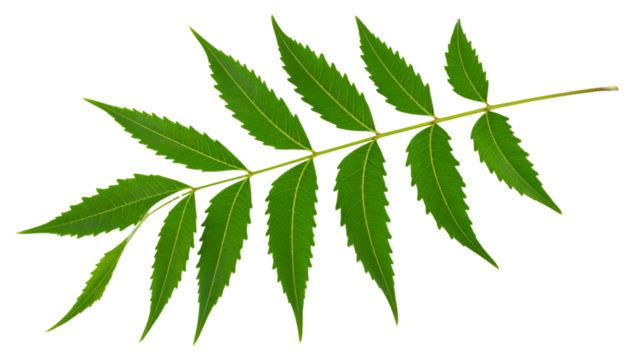 Pinnate leaves growing from a neem tree branch, isolated on transparent background, ideal for graphic projects