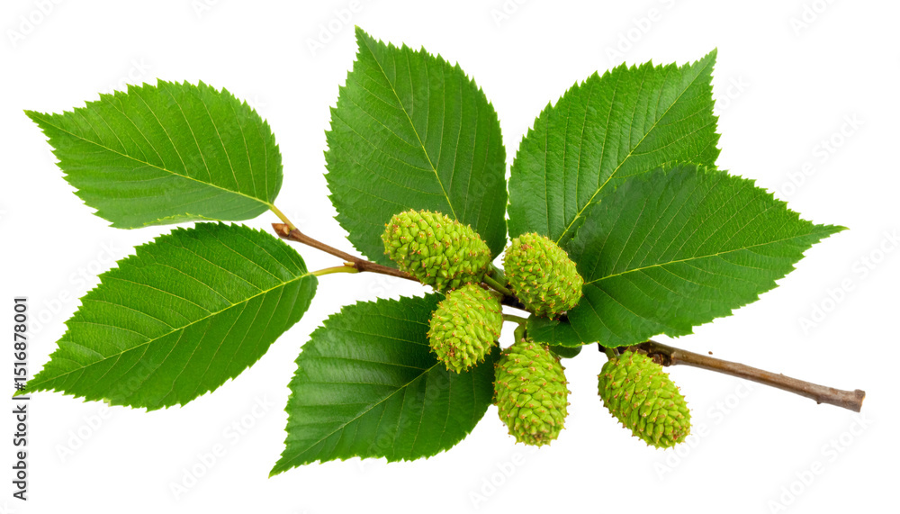 Poster alder tree branch displaying verdant foliage and dangling cones against transparent backdrop, highli