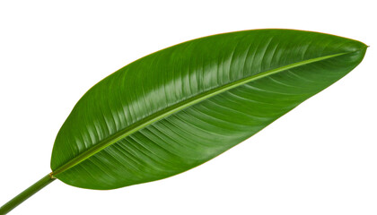 Obraz premium Vivid green Bird of Paradise leaf revealing delicate veins, translucent backdrop showcasing botanical elegance and exotic texture
