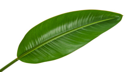 Vivid green Bird of Paradise leaf revealing delicate veins, translucent backdrop showcasing botanical elegance and exotic texture