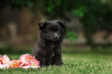 black spitz mix puppy, portrait on a green lawn with flowers, the little dog's first walk