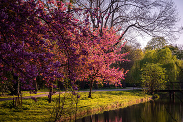 Sakura Bloom Near The Lake