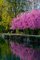 Sakura Bloom Near The Lake