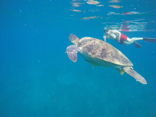 Obraz premium A green sea turtle (Chelonia mydas) swimming calmly while snorkeling in Egypt, in the Red Sea. The turtle glides through clear water above coral reefs, surrounded by tropical marine life, highlighting