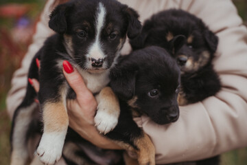 Small mongrel dogs in the arms of a woman in a beige jacket.