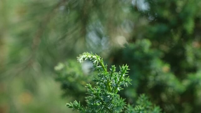 Dragonfly sit on Juniper Branch with Pine Forest Background. Summer Nature Close-Up. Tranquil Summer Wildlife Scene. Insect on Evergreen Branch on Summer Day