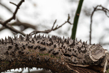 Close-up of Brazilian kapok tree thorns.