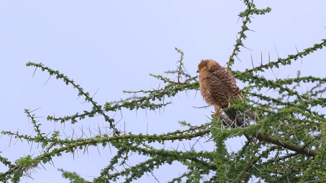 Greater kestrel Falco rupicoloides bird perched on a tree in Serengeti national park, Tanzania, Africa.