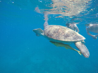 Fototapeta premium green sea turtle chelonia mydas snorkeling in egypt red sea