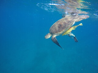 Fototapeta premium A green sea turtle (Chelonia mydas) swimming calmly while snorkeling in Egypt, in the Red Sea. The turtle glides through clear water above coral reefs, surrounded by tropical marine life, highlighting