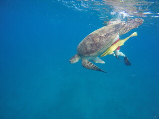 A green sea turtle (Chelonia mydas) swimming calmly while snorkeling in Egypt, in the Red Sea. The turtle glides through clear water above coral reefs, surrounded by tropical marine life, highlighting
