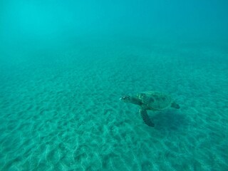 eretmochelys imbricata hawksbill turtle above the sea bottom sand