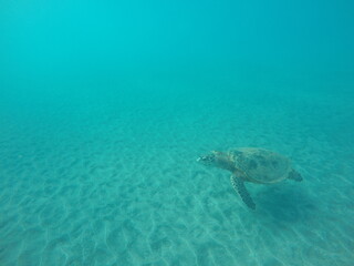 eretmochelys imbricata hawksbill turtle above the sea bottom sand