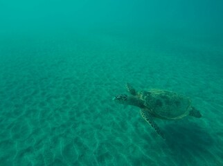 eretmochelys imbricata hawksbill turtle above the sea bottom sand