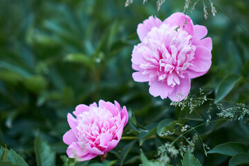 Fototapeta premium beautiful flowers blooming in spring