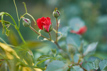 Obraz premium beautiful flowers blooming in spring