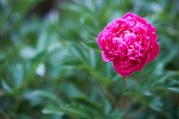 beautiful flowers blooming in spring