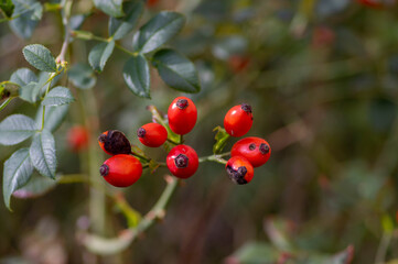 Ripened rose hips on shrub branches, red healthy fruits of Rosa canina plant, late autumn harvest