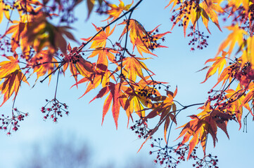 Acer palmatur smooth japanesse maple in bloom with bright colors foliage, deciduous flowering ornamental palmate small tree