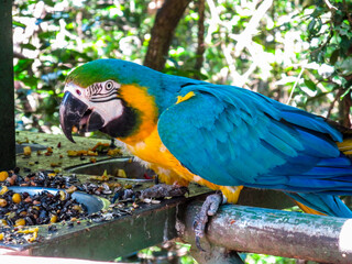 Close-up of the face of a blue-and-yellow macaw at a bird feeder in a bird sanctuary