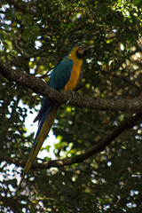 A blue-and gold Macaw perched on a branch in a forested bird sanctuary.