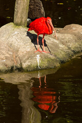 A scarlet Ibis, Eudocimus ruber, withits reflection in a small man made pond