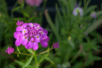 Purple flower : Southern European umbelliferous flower: Iberis Umbellata in Antwerp - Belgium