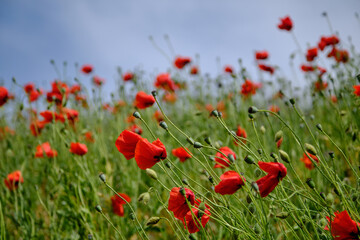 beautiful flowers blooming in spring