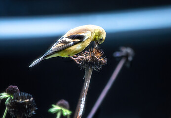 A female goldfinch, Spinus tristis, perched on the head of a dead coneflower, picking seeds from it in late summer, with a dark background