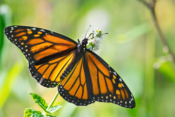 A female orange and black monarch butterfly, Danaus plexippus, with spread wing dorsal view on a sprig of mint with back lighting