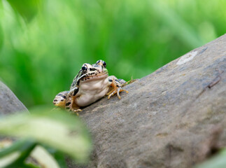 Front view of a pickerel frog, Lithobates palustris, showing cream white underside