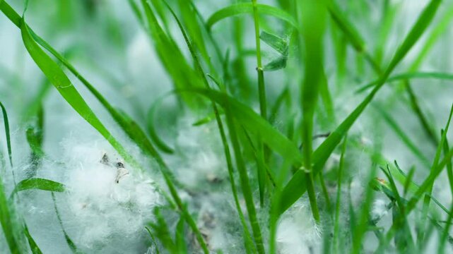 poplar fluff in green grass