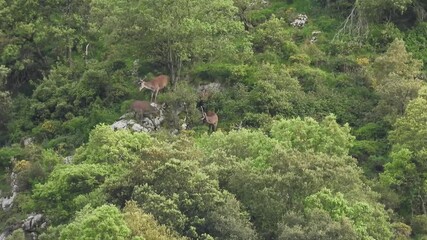 In male deer herds, strong hierarchical relationships are established