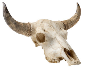 Detailed view of bull skull with prominent horns, showcasing its intricate bone structure and texture against transparent background. This unique piece evokes sense of nature and wildlife