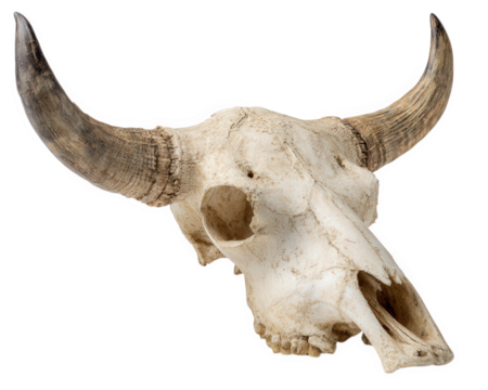 Detailed view of bull skull with prominent horns, showcasing its intricate bone structure and texture against transparent background. This unique piece evokes sense of nature and wildlife
