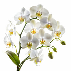 Obraz premium Elegant white orchid flowers beautifully displayed against a clean and bright white background