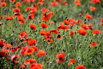 field of poppies