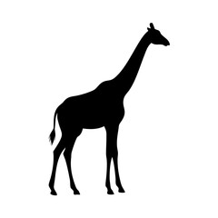 Giraffe silhouette illustration vector art design graphic animal wildlife africa zoo long neck mammal drawing