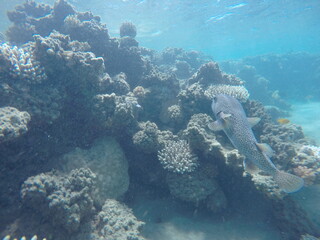 puffer fish diodon hystrix above the coral reef