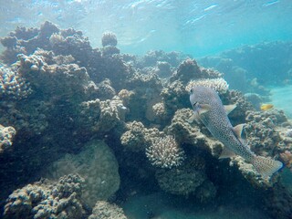 puffer fish diodon hystrix above the coral reef