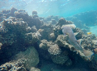 puffer fish diodon hystrix above the coral reef