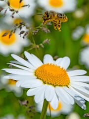 Obraz premium Honey bee in flight approaching blooming daisy flower in a summer meadow. Close-up macro shot of pollination in action