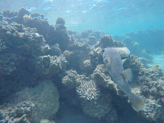 puffer fish diodon hystrix above the coral reef