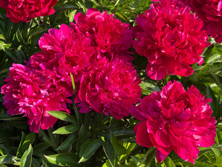 Obraz premium Peony flowers beautiful cultivar Mary Brand. 