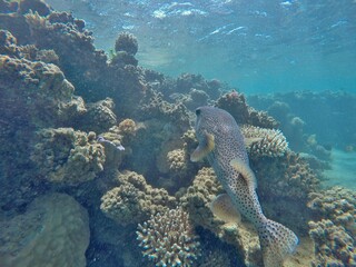 puffer fish diodon hystrix above the coral reef