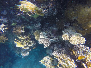 various species of corals on coral reef in red sea egypt